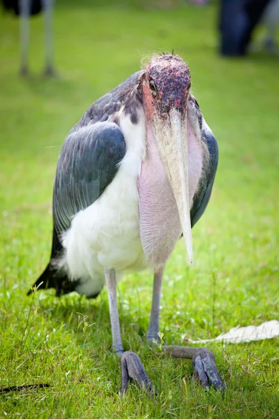 Кучерявий пеликан — стокове фото
