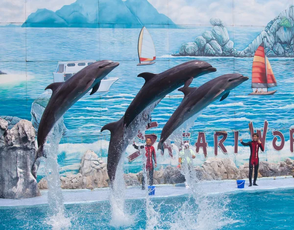 Unidentified trainer is showing four live dolphins — Stock Photo, Image