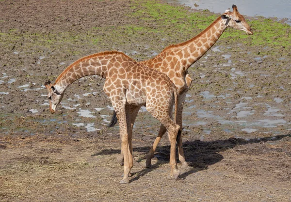 Masai giraffe — Stock Photo, Image