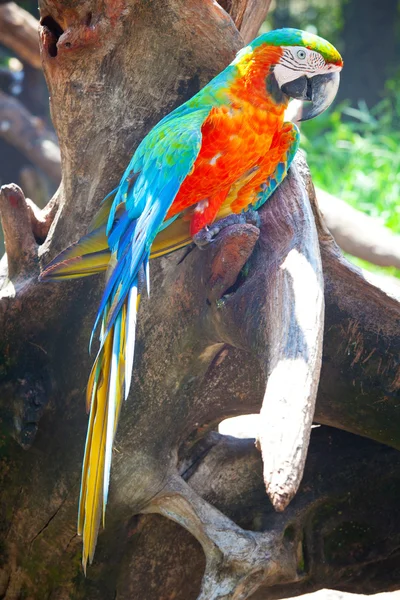 Sessão de arara — Fotografia de Stock