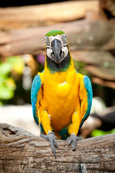 カラフルなコンゴウインコ — ストック写真