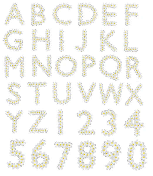 Plumeria alfabetet — Stockfoto