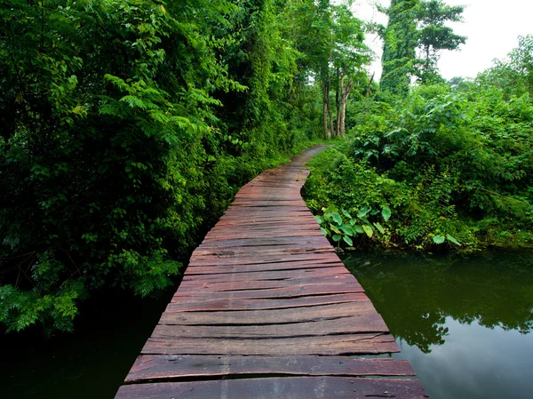 Passarela de corda na floresta — Fotografia de Stock