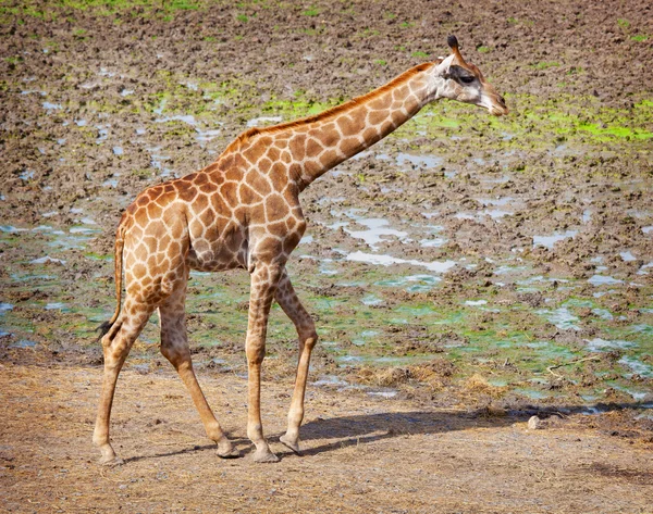 Masai-Giraffe — Stockfoto