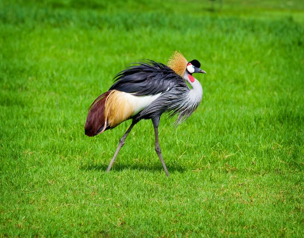 Crowned Crane Royalty Free Stock Images