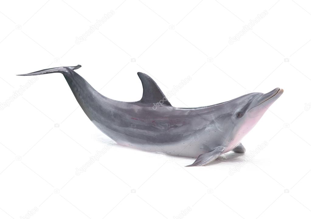 Dolphin isolated