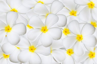 Plumeria çiçek