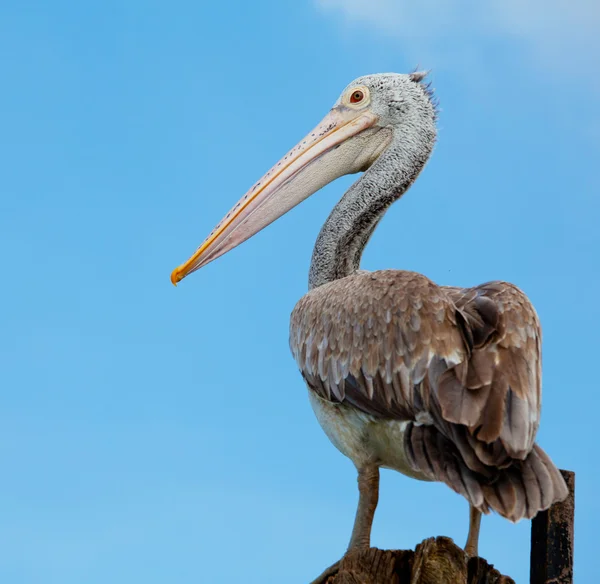 Ein majestätischer dalmatiner — Stockfoto