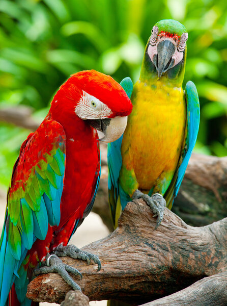 Couple macaw