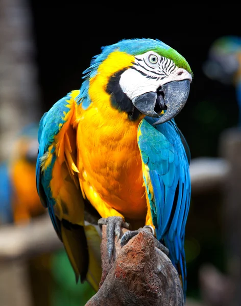 カラフルなコンゴウインコ — ストック写真