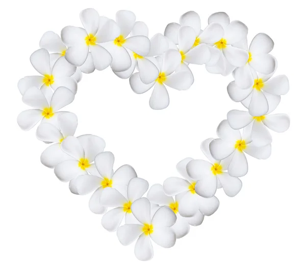 Plumeria flowers heart — Stock Photo, Image