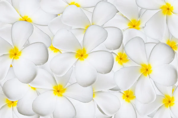 Flor de plumeria — Fotografia de Stock