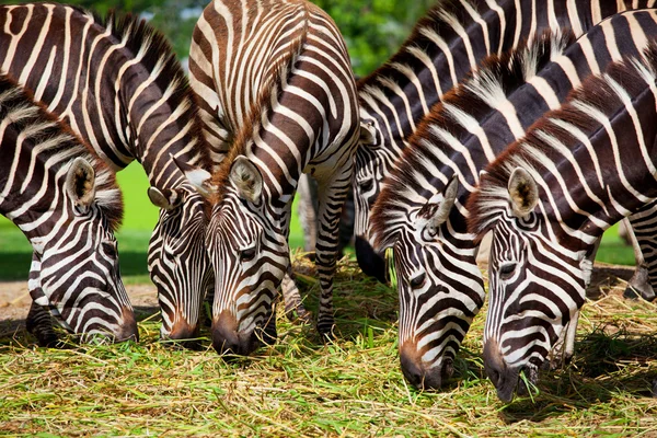 Zebra stava mangiando erba — Foto Stock