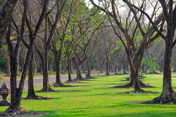 Árboles del camino — Foto de Stock