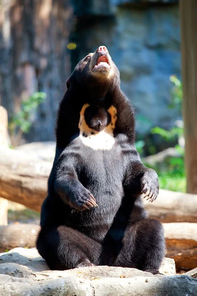 Black Bear — Stock Photo, Image