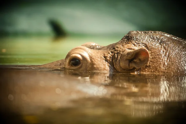 L'ippopotamo apre gli occhi — Foto Stock