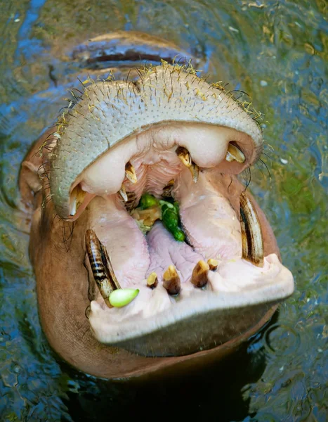 Hippo ağzını açın — Stok fotoğraf