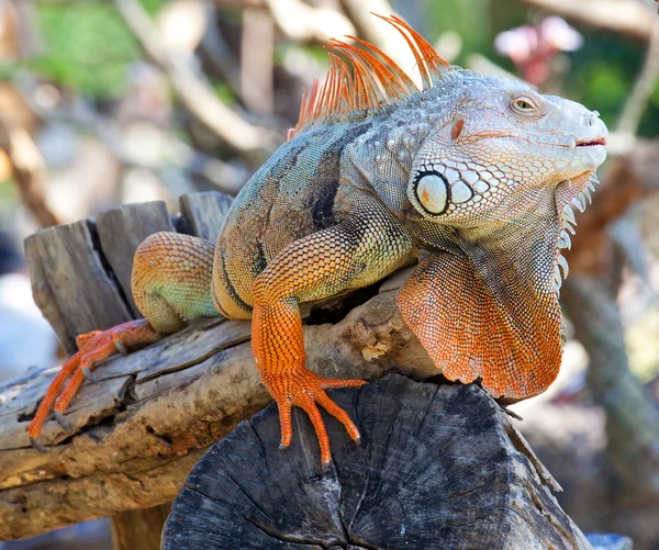 Iguana reptil sentado —  Fotos de Stock