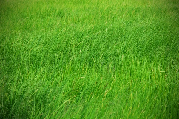 Rice field — Stock Photo, Image