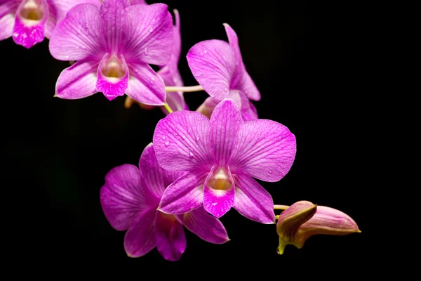 Roze orchid — Stockfoto