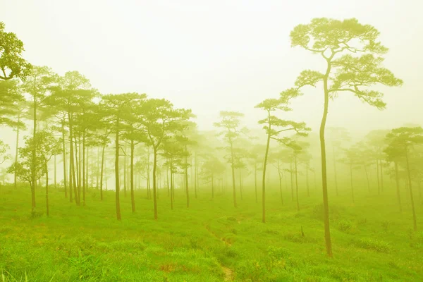Gizemli sisli orman — Stok fotoğraf