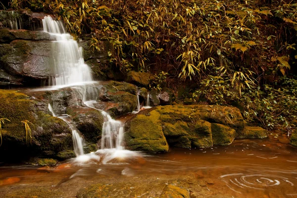 Boswaterval — Stockfoto