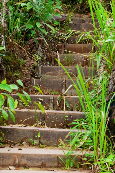 Floresta de via — Fotografia de Stock