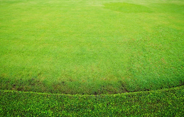 Prachtige groene gras — Stockfoto