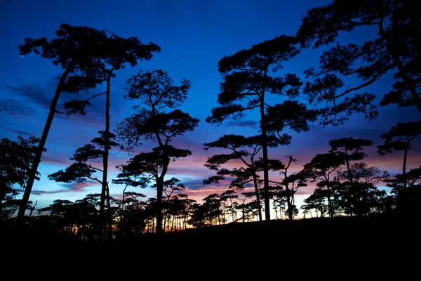 Silueta forestal —  Fotos de Stock