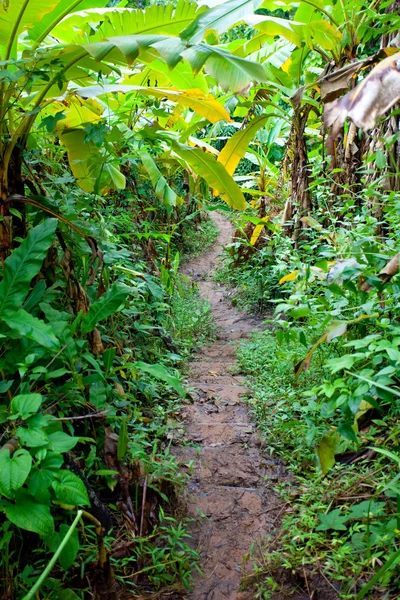 Gehweg im Wald — Stockfoto