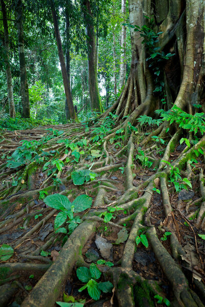 Корни дерева
