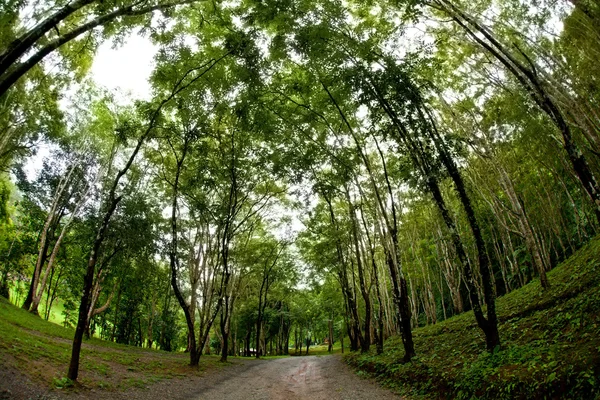 Strada di campagna — Foto Stock