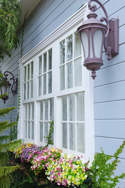 Window and flower — Stock Photo, Image