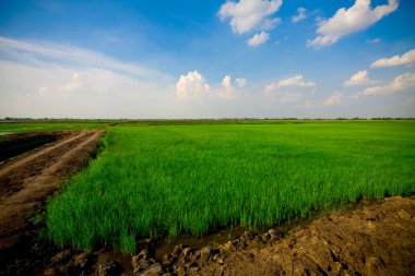 Ricegrass