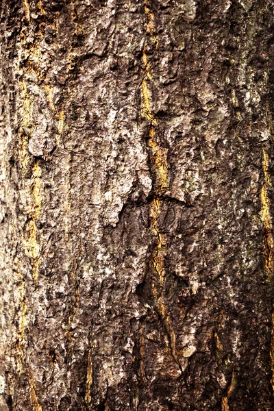 Old bark — Stock Photo, Image