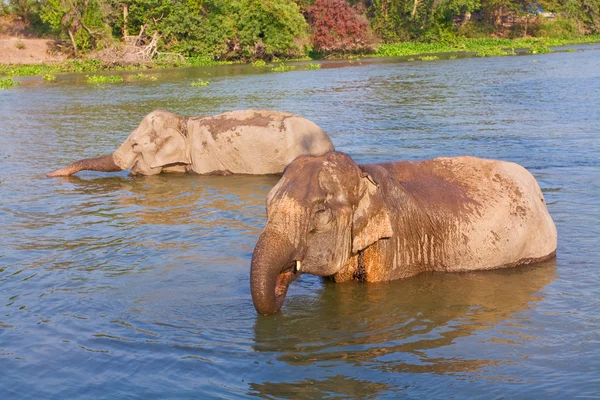 Elefante no rio — Fotografia de Stock