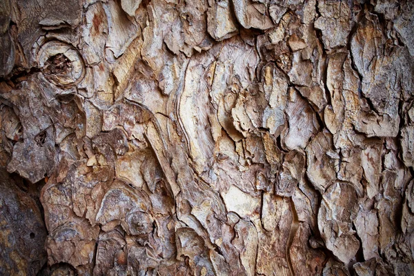 Gammal bark — Stockfoto