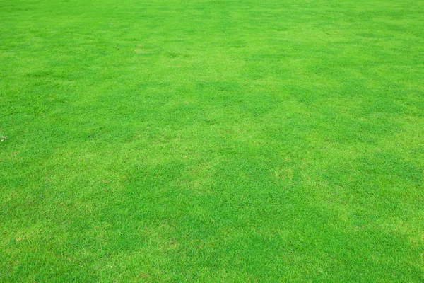 Beautiful green grass — Stock Photo, Image