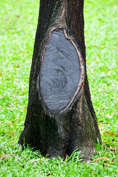 Tronco de madeira — Fotografia de Stock