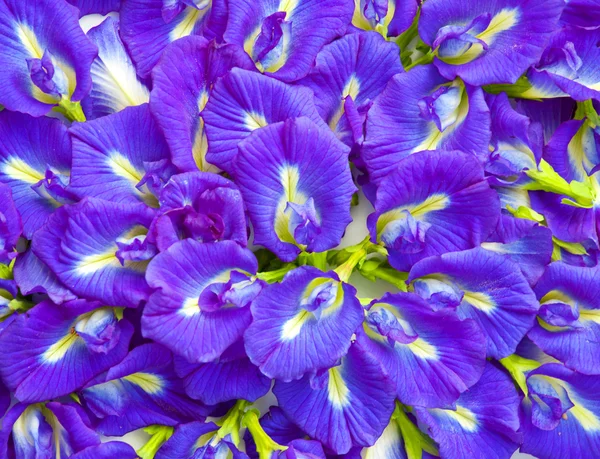 Flori albastre — Fotografie, imagine de stoc