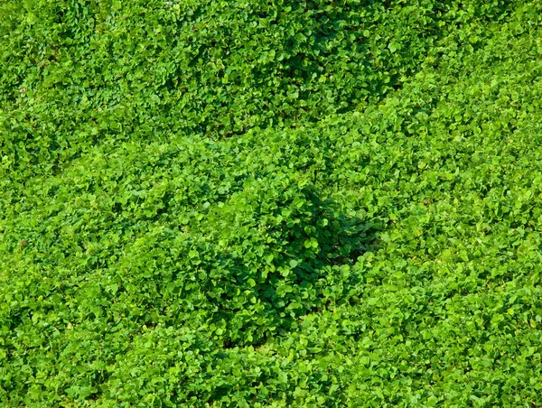 Folhas verdes — Fotografia de Stock