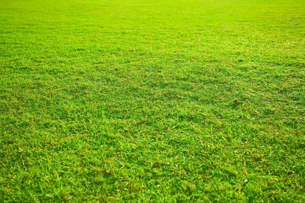 Green yellow grass — Stock Photo, Image