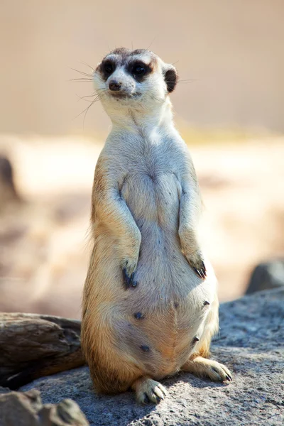 Meerkat standing — Stock Photo, Image