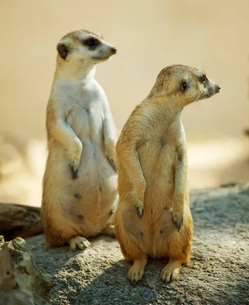 Dos Meerkat — Foto de Stock