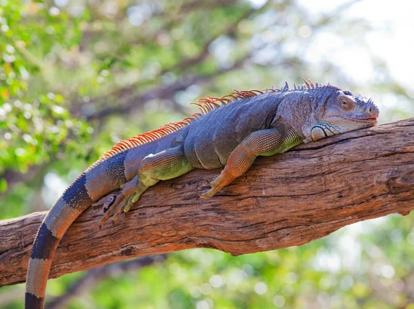 Iguana rettile addormentato — Foto Stock