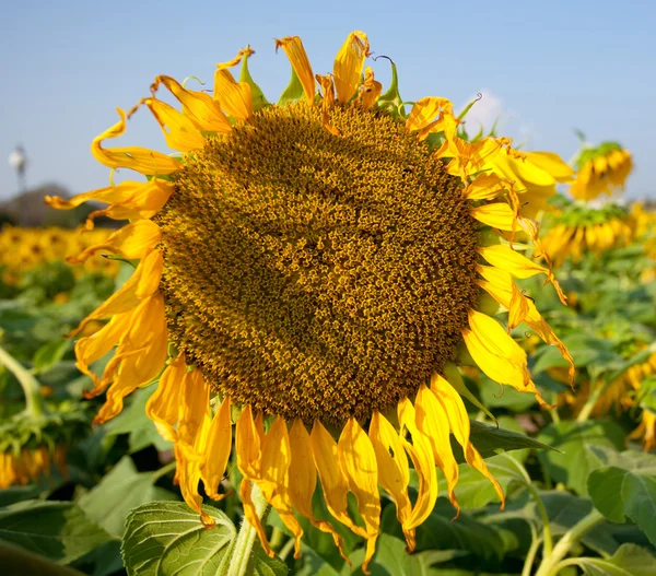 Verdorde zonnebloem — Stockfoto