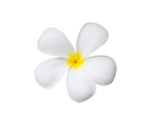 Single frangipani flower — Stock Photo, Image