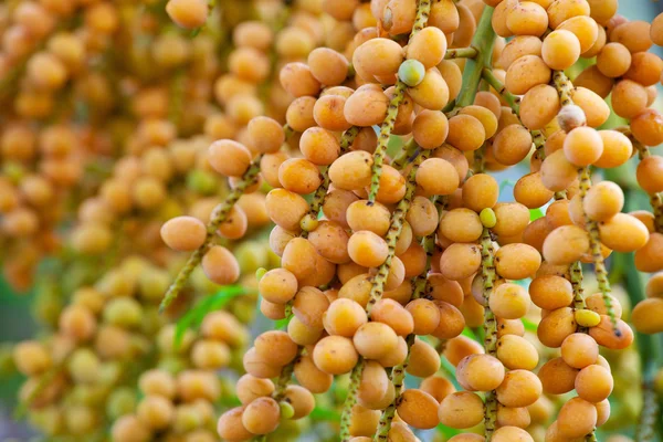 Oranje palm — Stockfoto