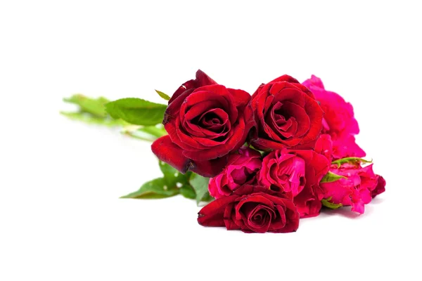 Red rose isolated — Stock Photo, Image