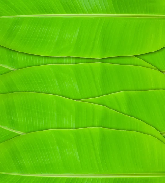 Texture of green banana — Stock Photo, Image